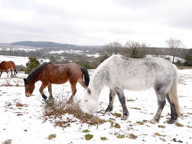istock wild horses new forest moor snow winter 465153002