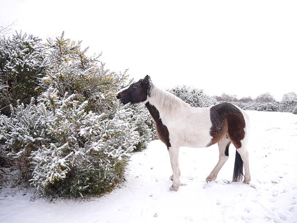 New forest national park, hampshire, southern england, uk, due to the recent decline in the population the new forest pony is now a rare breed
