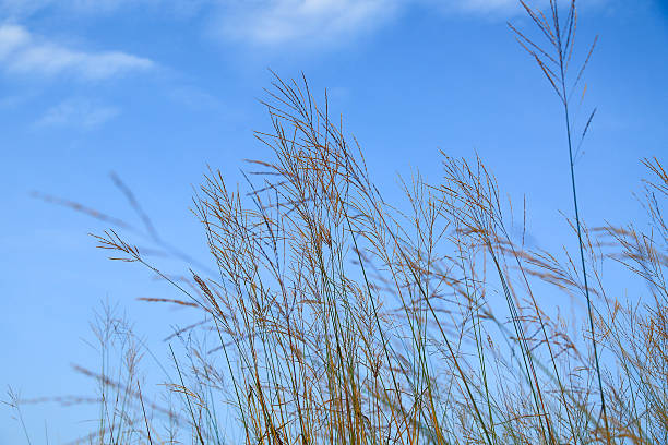 istock gress and sky on moutain 465153525