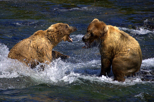 istock Two Grizzly Bears Fighting Over Feeding Territory in a River 465153684