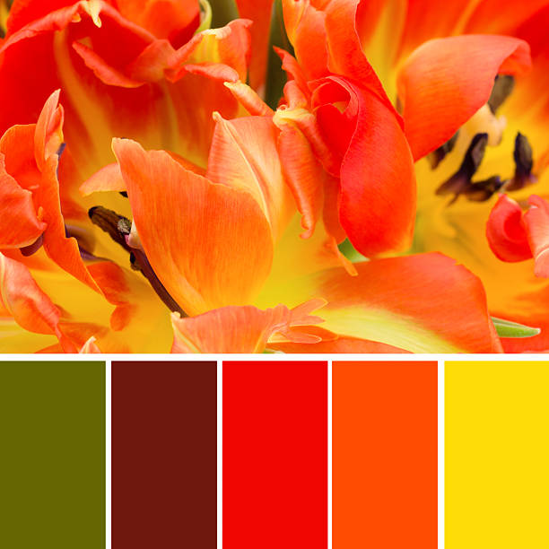 istock Colour swatches and orange tulips 465153888