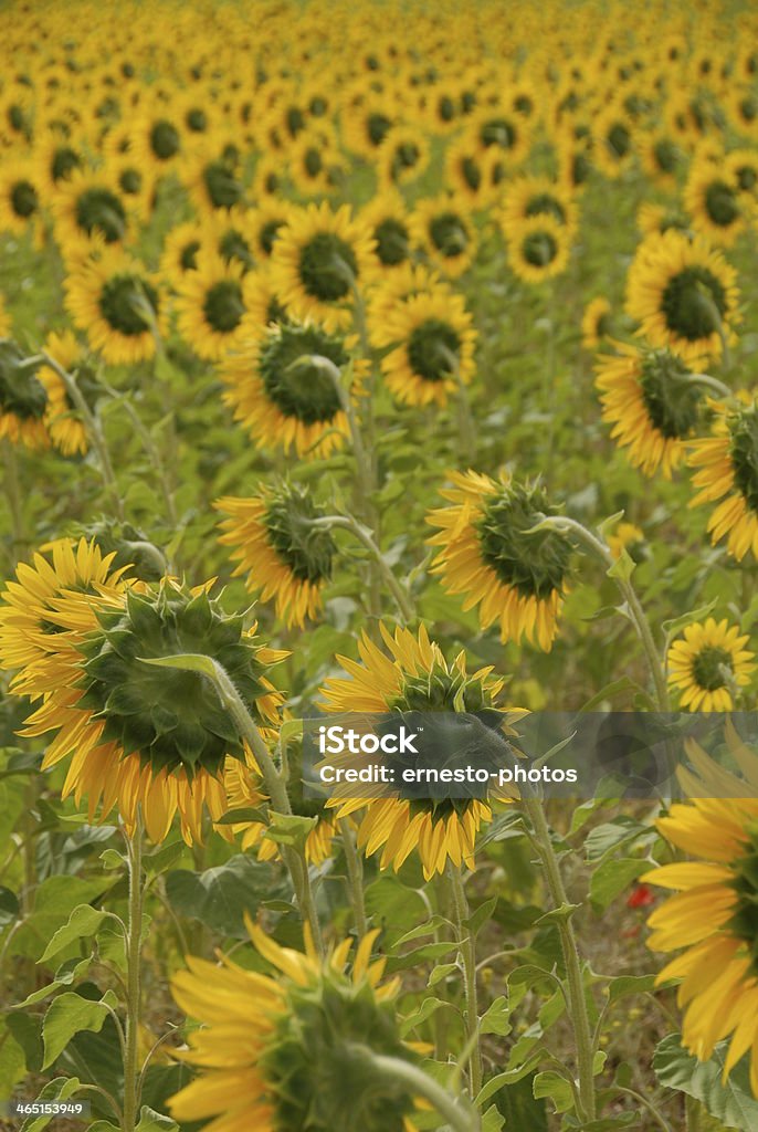 Sonnenblume - Foto de stock de Amarillo - Color libre de derechos