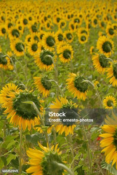 Sonnenblume Foto de stock y más banco de imágenes de Amarillo - Color - Amarillo - Color, Cabeza de flor, Flor