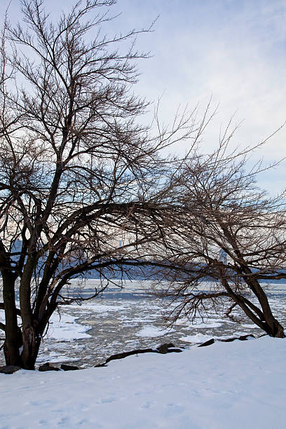 winter trees stock photo