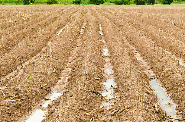istock Cassava or manioc plant field at Thailand 465154570