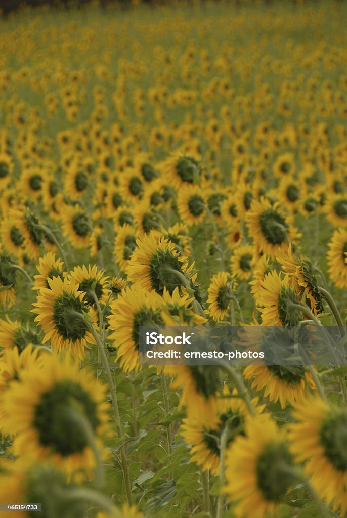 Sonnenblume - Photo de Capitule libre de droits