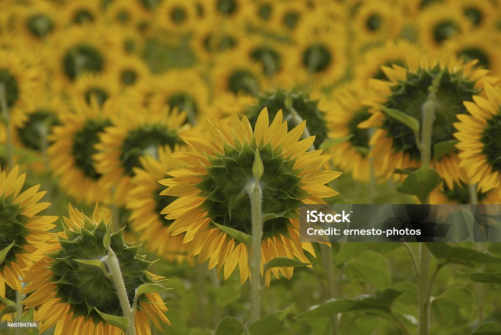 Sunflower pollen - Lizenzfrei Blume Stock-Foto