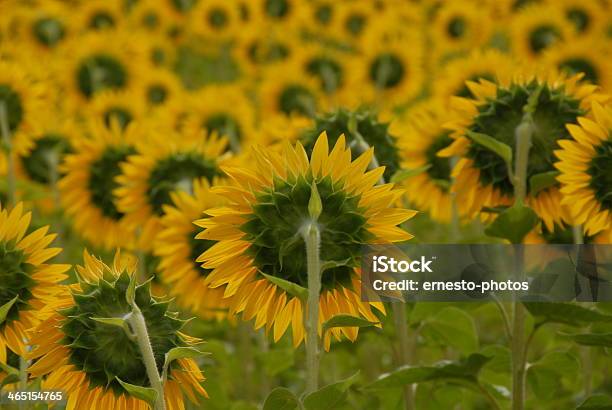 Sonnenblume Foto de stock y más banco de imágenes de Amarillo - Color - Amarillo - Color, Cabeza de flor, Flor