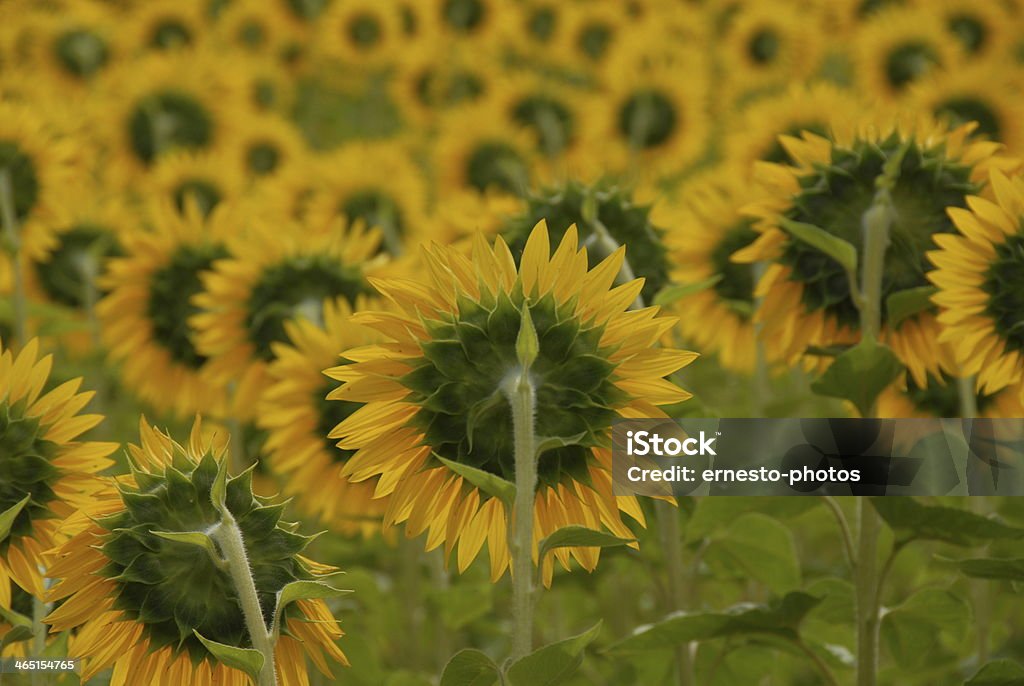 Sonnenblume - Photo de Capitule libre de droits