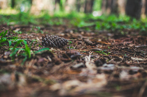 Dry pine cone Dry pine cone on park floor skg stock pictures, royalty-free photos & images