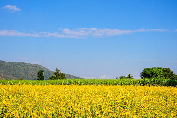 istock Field of  flowers 465155576
