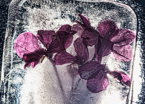atrapado en hielo - single flower flash fotografías e imágenes de stock