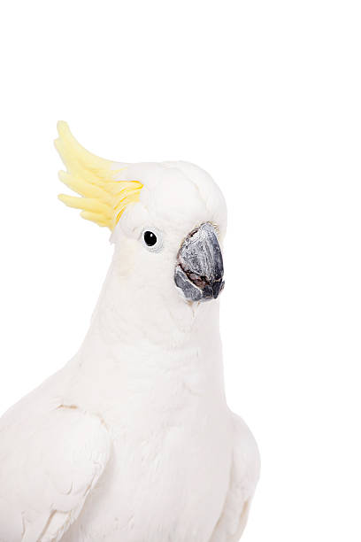 istock Sulphur-crested Cockatoo, isolated on white 465155998