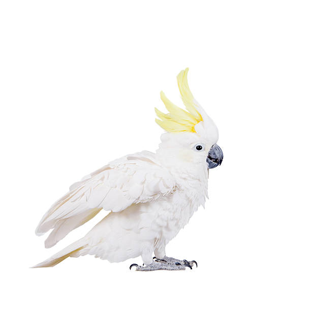 istock Sulphur-crested Cockatoo, isolated on white 465156002
