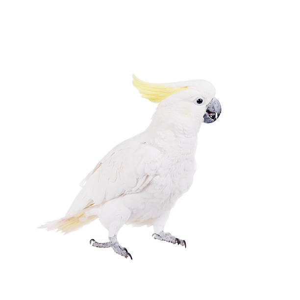istock Sulphur-crested Cockatoo, isolated on white 465156004