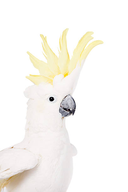 istock Sulphur-crested Cockatoo, isolated on white 465156006