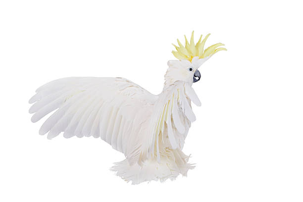 Sulphur-crested Cockatoo, isolated on white