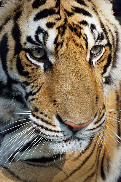 istock Tiger Portrait Close-Up 465156039