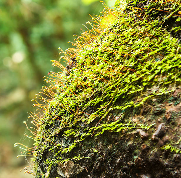 istock Beautiful moss green on brown wood surface. 465156356