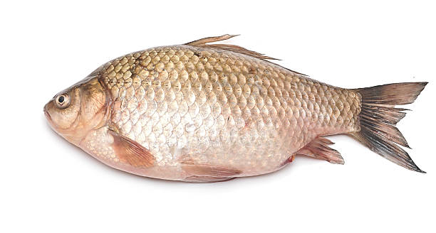 istock Crucian carp fish isolated on white background 465156397