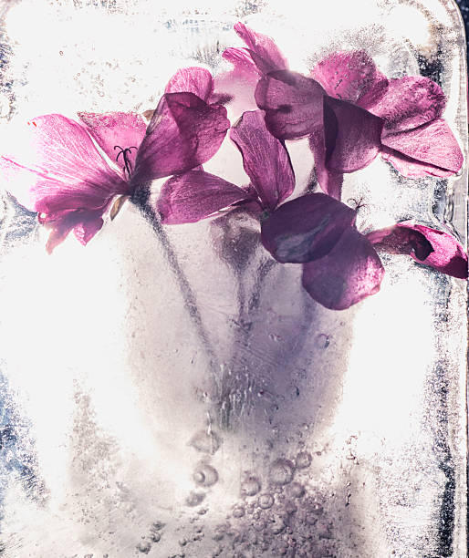 viola invernale - single flower flash foto e immagini stock