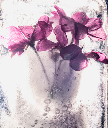 A small purple flower frozen in ice