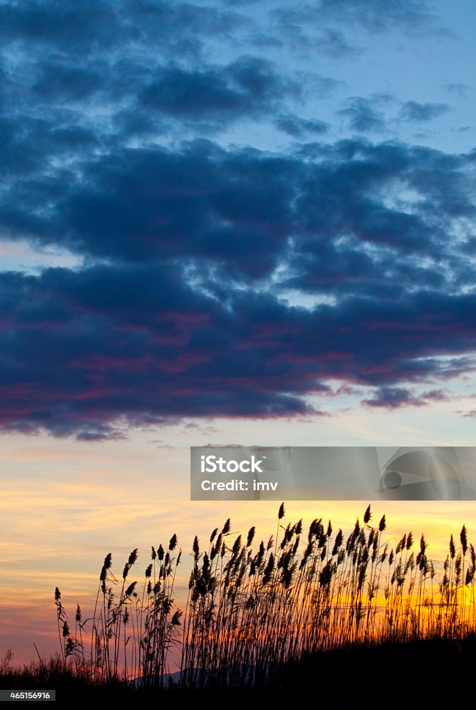 Reeds in sunset Reeds in sunset, beautiful colors in the sky 2015 Stock Photo