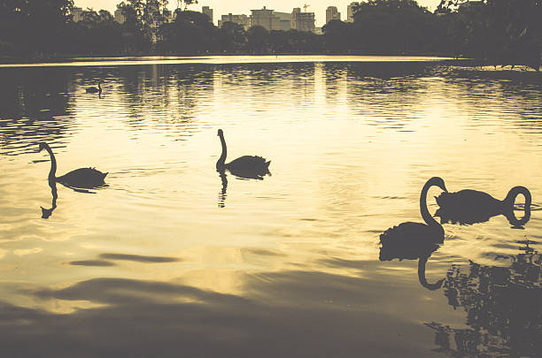 Swans not lake Bunch of swans parading in the late afternoon. skg stock pictures, royalty-free photos & images