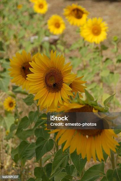 Foto de Sonnenblume e mais fotos de stock de Amarelo - Amarelo, Cabeça da flor, Flor