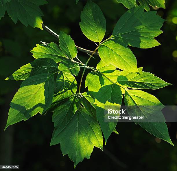 Foliage Stock Photo - Download Image Now - Branch - Plant Part, Bush, Focus on Shadow