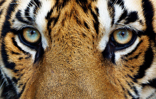 istock Tiger Portrait Close-Up 465159687