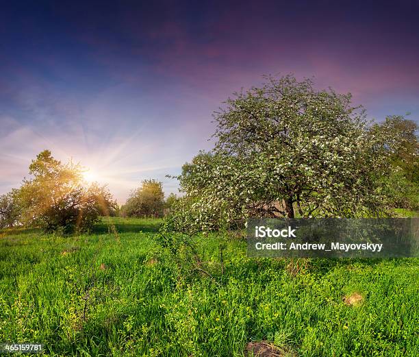 Florecer Apple Trees En El Jardín En Primavera Foto de stock y más banco de imágenes de Flor - Flor, Manzana, Manzano