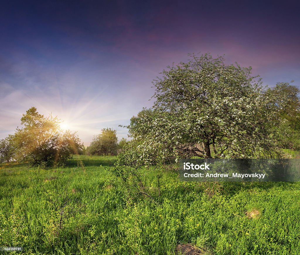 Rozkwiecony Jabłko drzewa w ogrodzie w spring - Zbiór zdjęć royalty-free (Jabłko)