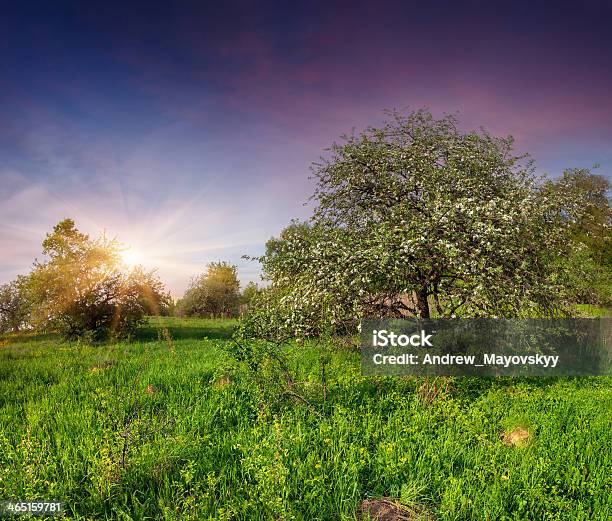 Rozkwiecony Jabłko Drzewa W Ogrodzie W Spring - zdjęcia stockowe i więcej obrazów Jabłko - Jabłko, Jabłoń, Kwiat - Roślina