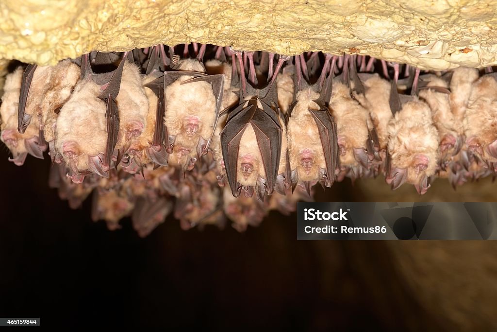 Group of Lesser horseshoe bat (Rhinolophus hipposideros) Bat - Animal Stock Photo