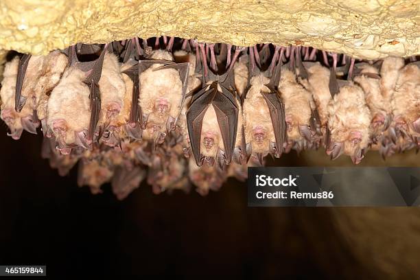 Group Of Lesser Horseshoe Bat Stock Photo - Download Image Now