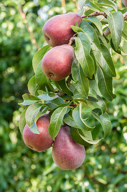 istock Red pears growing the orchard 465160034