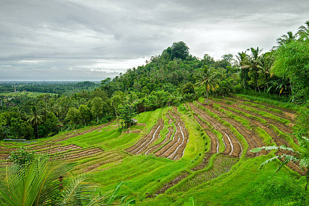 istock Rice terrace. Bali. Indonesia 465160092