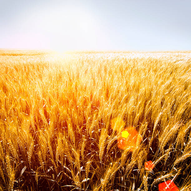 ripe wheat with sun flare stock photo