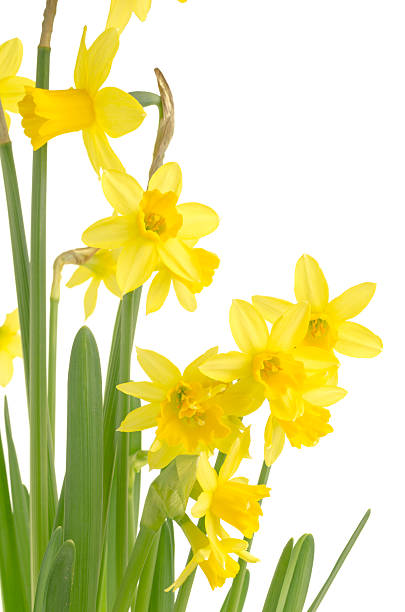 istock Yellow daffodil flowers as a border 465160318