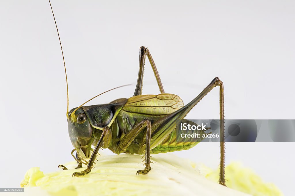 One Sauterelle d'Amérique Restez sur la feuille de chou - Photo de Blanc libre de droits