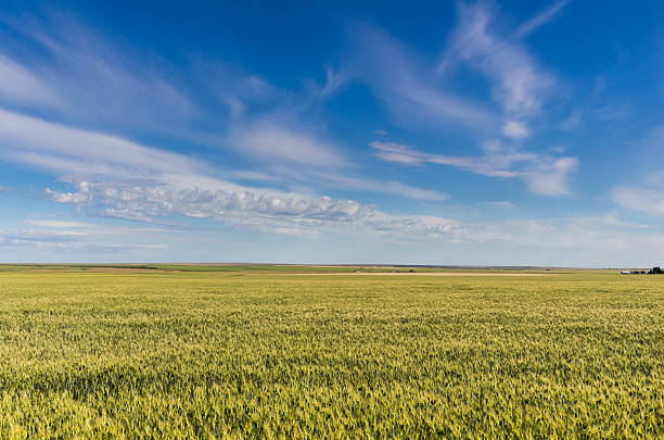 istock Field of wheat or grain under dramatic cloudy sky 465160916