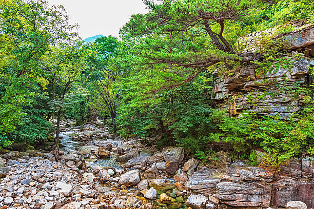 istock River in mountain forest in Korea 465160922