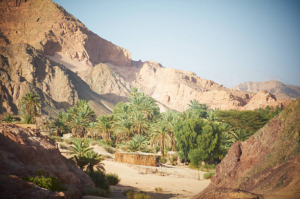 istock Oasis in the Sinai desert 465160964