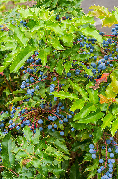 istock Mahonia aquifolium Oregon grape holly 465161172
