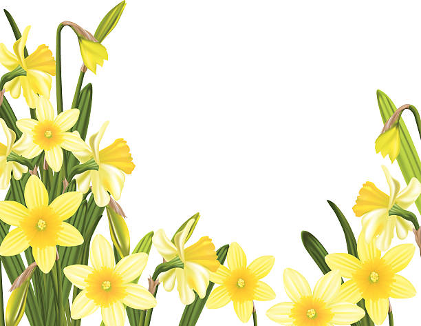 ilustraciones, imágenes clip art, dibujos animados e iconos de stock de primavera daffodils al jardín - daffodil