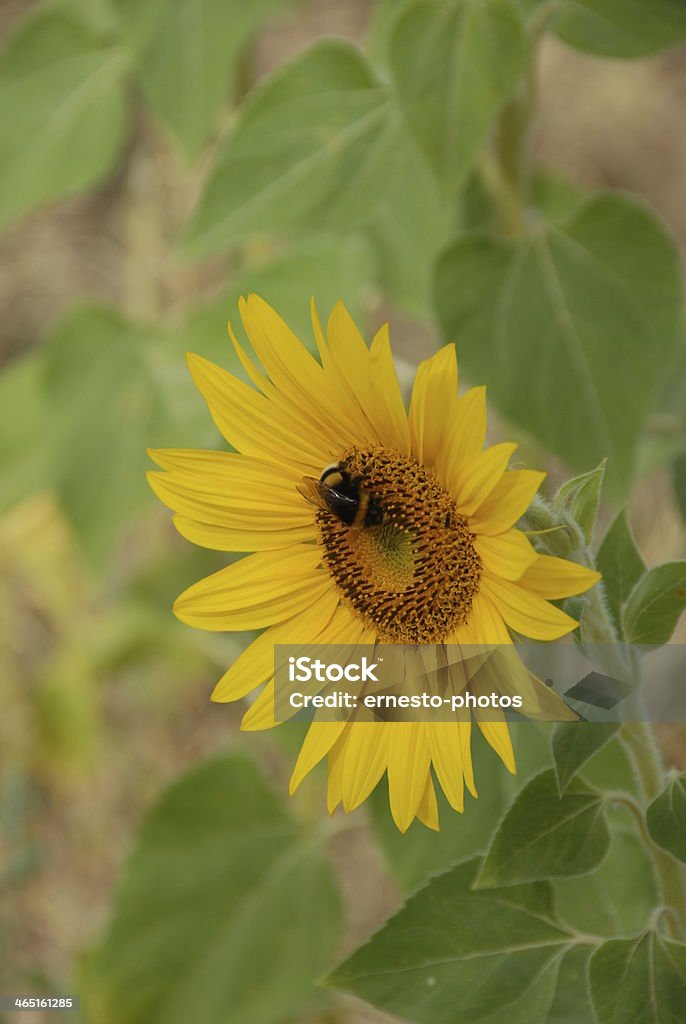 Sunflower pollen - Lizenzfrei Blume Stock-Foto
