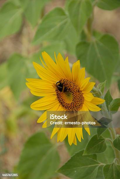 Foto de Sonnenblume e mais fotos de stock de Amarelo - Amarelo, Cabeça da flor, Flor