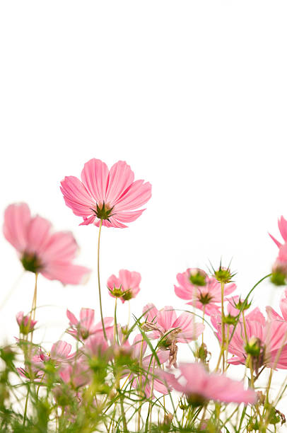 istock Beautiful Floral Border 465161289