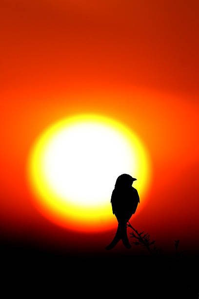 preto drongo com o pôr-do-sol - silhoute - fotografias e filmes do acervo